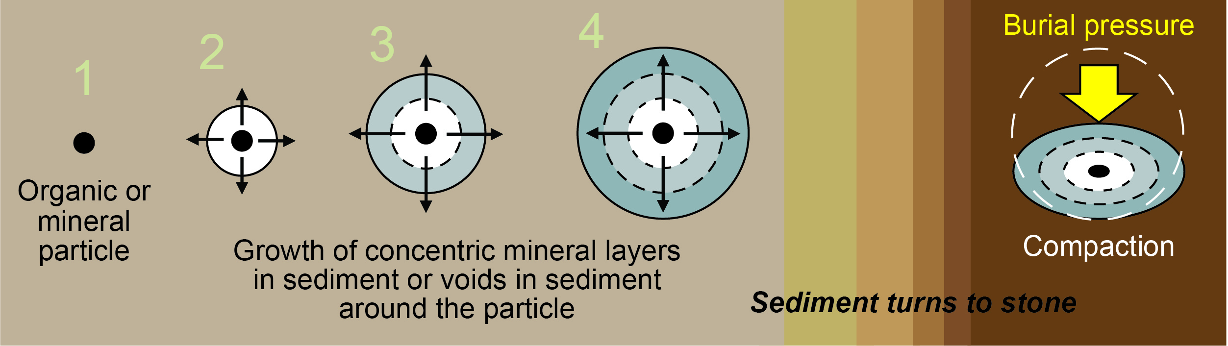 Concretions form through growth of mineral layers around a particle.